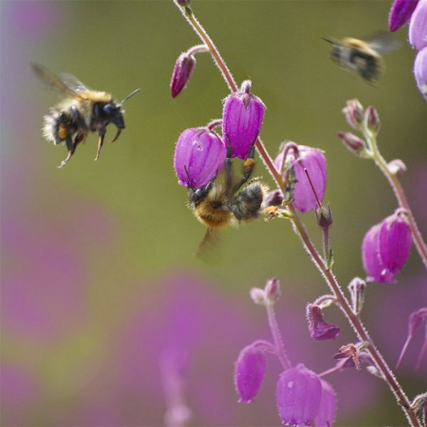 A cautionary tale of beetles, bees and neonicotinoids